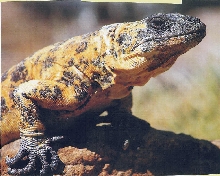 chuckwalla (not my photo)